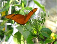 flora and fauna of Rio San Juan, Dominican Republic